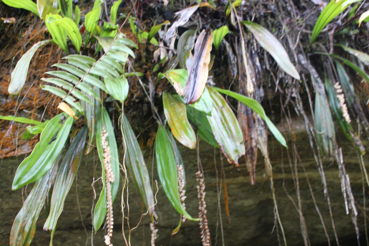 ZZZZPholidota - Need to remove genus